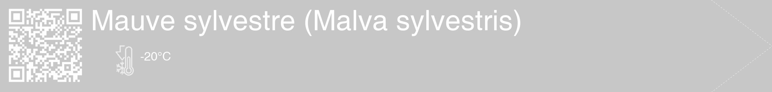 Étiquette de : Malva sylvestris - format c - style blanche15_simple_simplehel avec qrcode et comestibilité