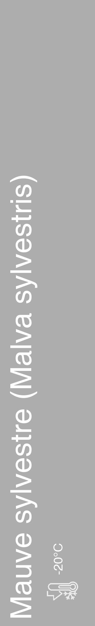 Étiquette de : Malva sylvestris - format c - style blanche22_basique_basiquehel avec comestibilité - position verticale