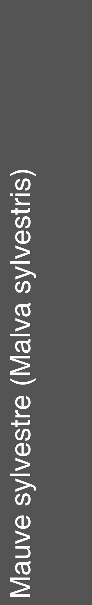 Étiquette de : Malva sylvestris - format c - style blanche30_basique_basiquehel avec comestibilité - position verticale
