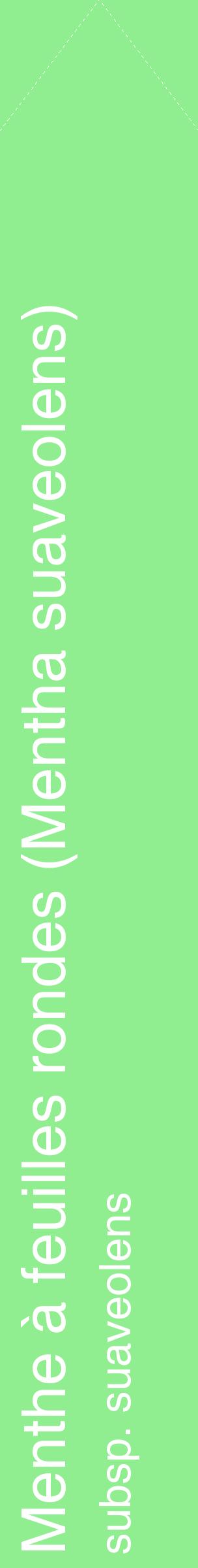 Étiquette de : Mentha suaveolens subsp. suaveolens - format c - style blanche15_simplehel avec comestibilité