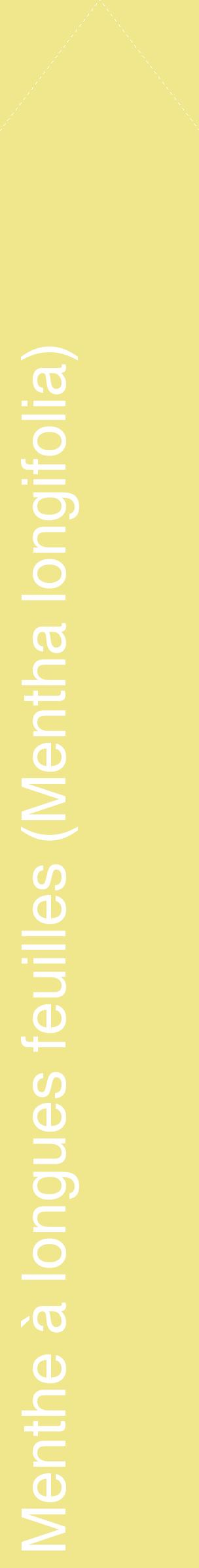 Étiquette de : Mentha longifolia - format c - style blanche20_simplehel avec comestibilité