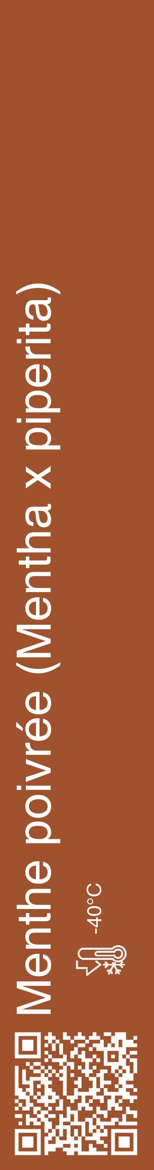 Étiquette de : Mentha x piperita - format c - style blanche32_basique_basiquehel avec qrcode et comestibilité - position verticale
