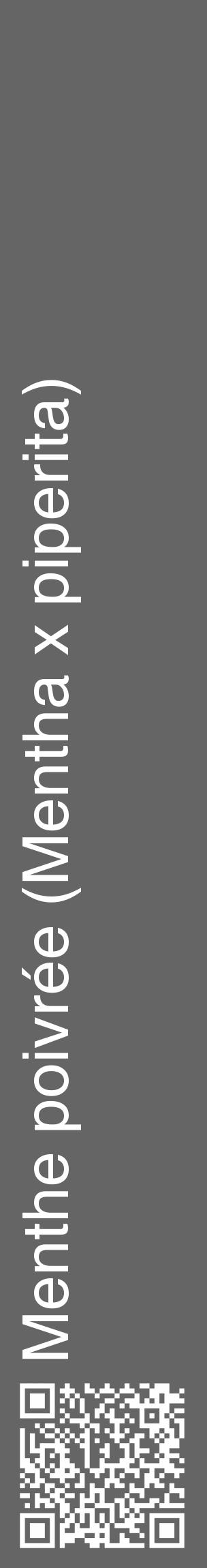 Étiquette de : Mentha x piperita - format c - style blanche32_basique_basiquehel avec qrcode et comestibilité - position verticale