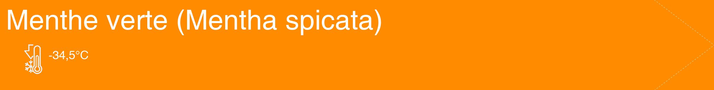 Étiquette de : Mentha spicata - format c - style blanche23_simple_simplehel avec comestibilité