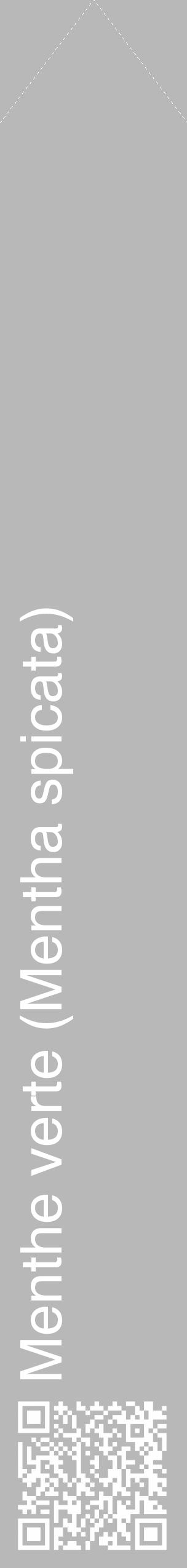 Étiquette de : Mentha spicata - format c - style blanche39_simple_simplehel avec qrcode et comestibilité - position verticale