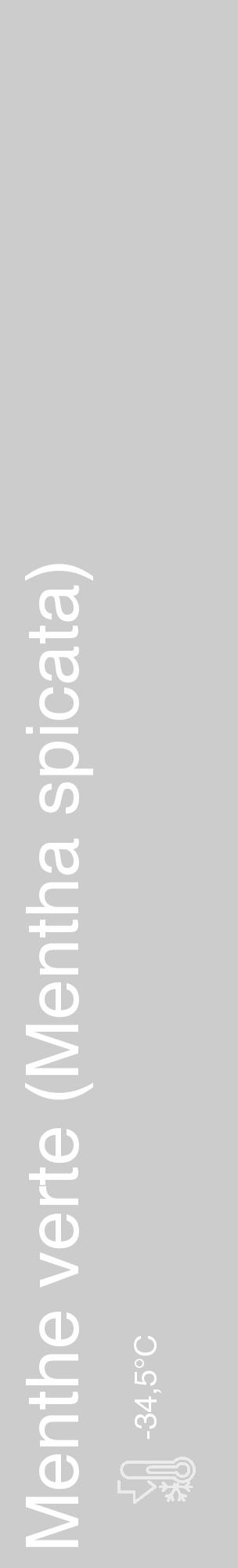 Étiquette de : Mentha spicata - format c - style blanche0_basique_basiquehel avec comestibilité - position verticale