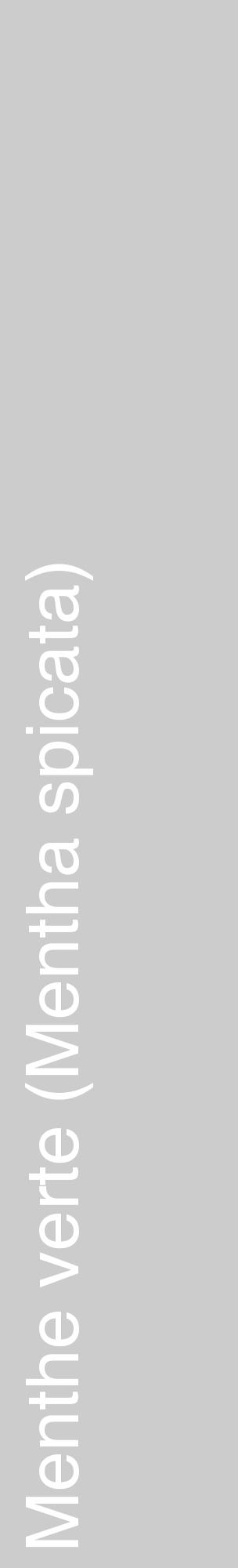 Étiquette de : Mentha spicata - format c - style blanche0_basique_basiquehel avec comestibilité - position verticale