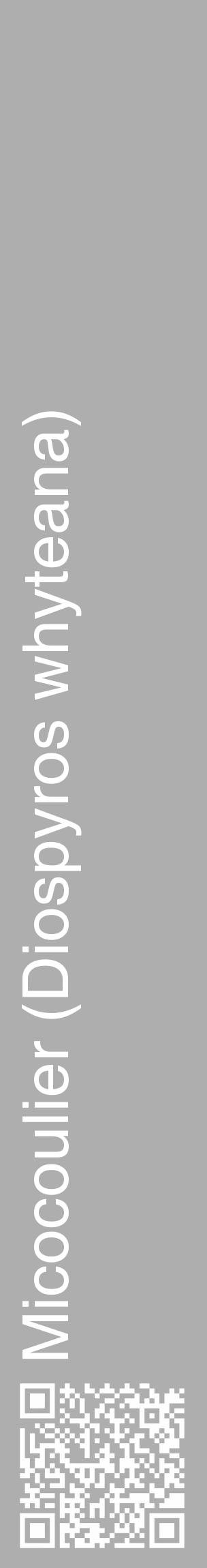 Étiquette de : Diospyros whyteana - format c - style blanche53_basique_basiquehel avec qrcode et comestibilité - position verticale