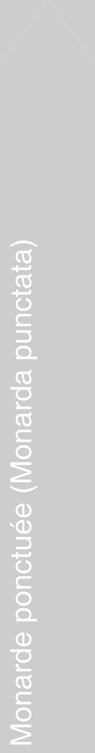 Étiquette de : Monarda punctata - format c - style blanche41_simple_simplehel avec comestibilité - position verticale