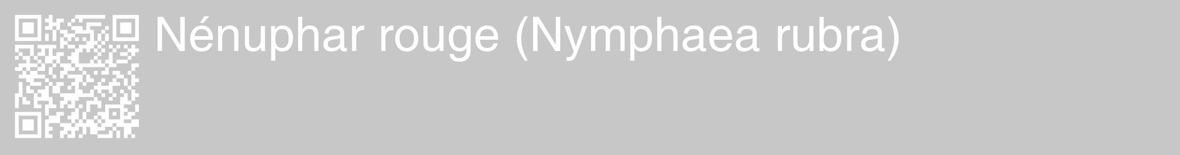 Étiquette de : Nymphaea rubra - format c - style blanche15_basique_basiquehel avec qrcode et comestibilité
