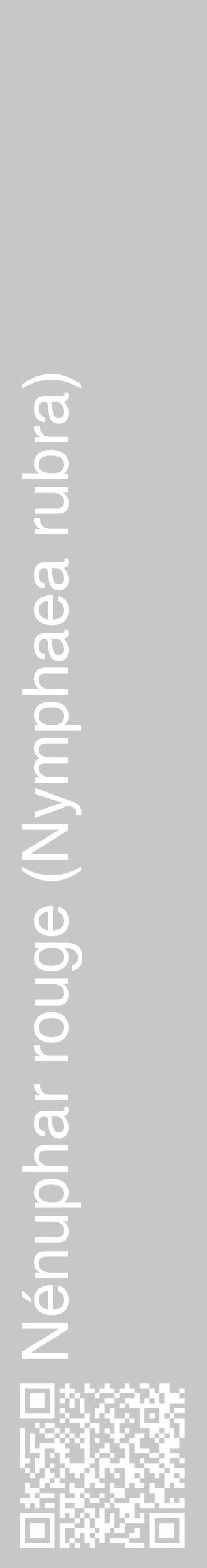 Étiquette de : Nymphaea rubra - format c - style blanche15_basique_basiquehel avec qrcode et comestibilité - position verticale