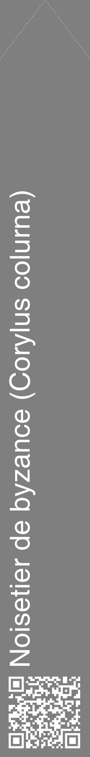 Étiquette de : Corylus colurna - format c - style blanche31_simple_simplehel avec qrcode et comestibilité - position verticale