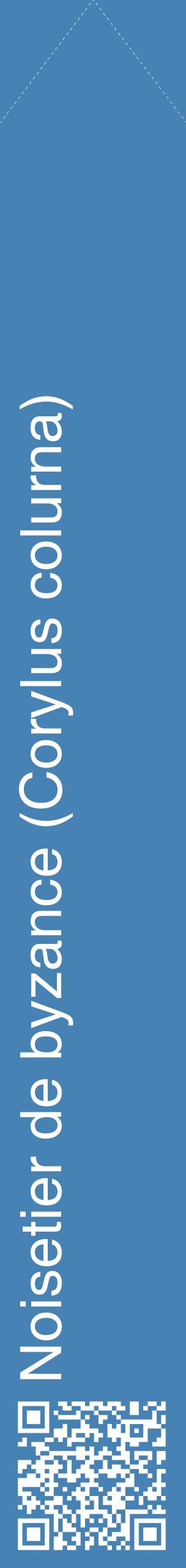 Étiquette de : Corylus colurna - format c - style blanche5_simplehel avec qrcode et comestibilité