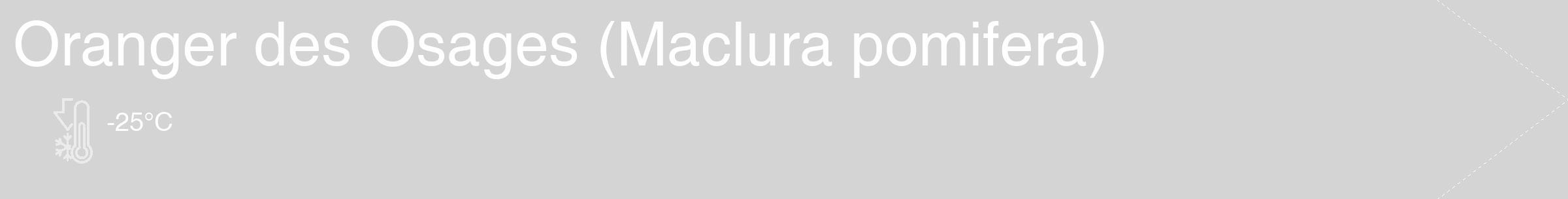 Étiquette de : Maclura pomifera - format c - style blanche40_simple_simplehel avec comestibilité