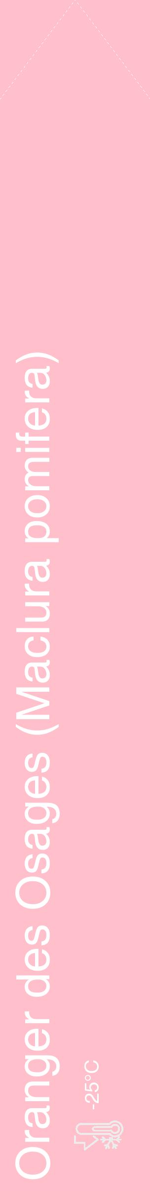 Étiquette de : Maclura pomifera - format c - style blanche40_simple_simplehel avec comestibilité - position verticale