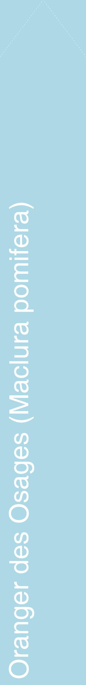 Étiquette de : Maclura pomifera - format c - style blanche0_simplehel avec comestibilité