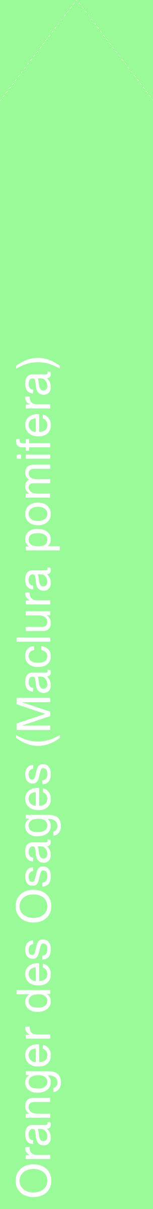 Étiquette de : Maclura pomifera - format c - style blanche14_simplehel avec comestibilité