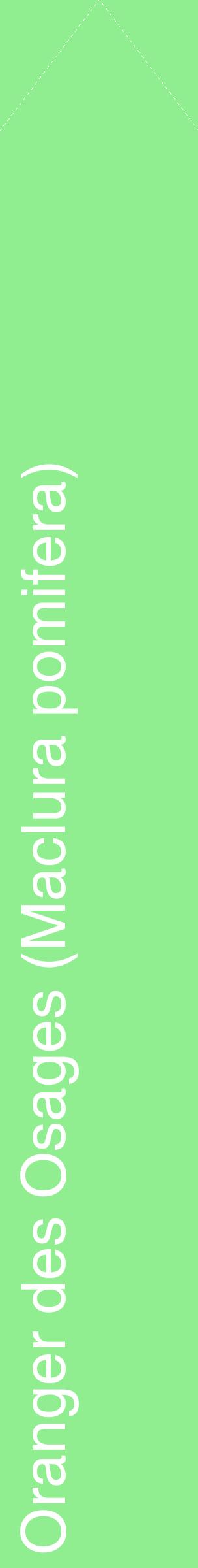 Étiquette de : Maclura pomifera - format c - style blanche15_simplehel avec comestibilité