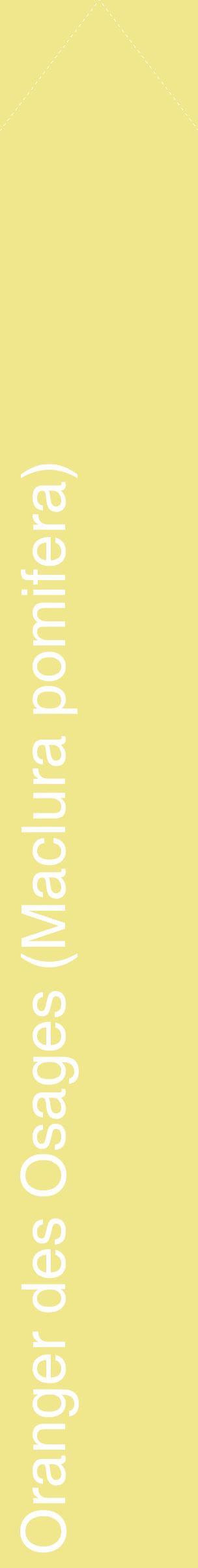 Étiquette de : Maclura pomifera - format c - style blanche20_simplehel avec comestibilité