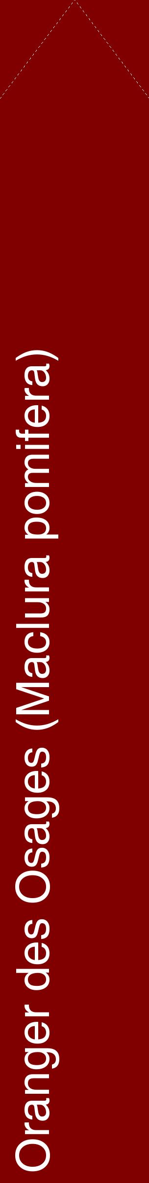 Étiquette de : Maclura pomifera - format c - style blanche29_simplehel avec comestibilité