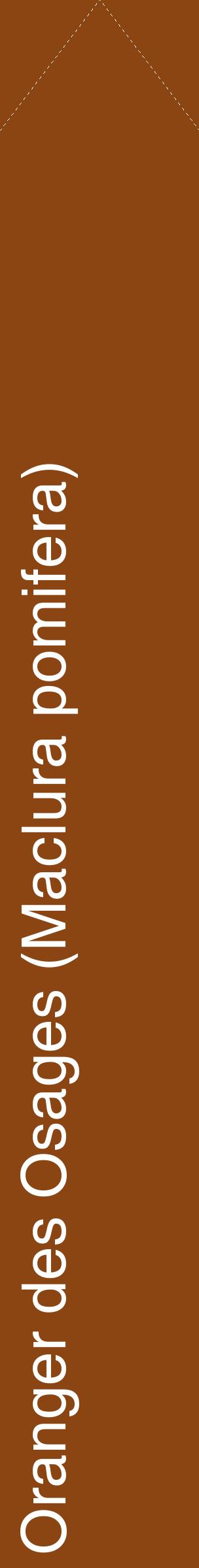 Étiquette de : Maclura pomifera - format c - style blanche30_simplehel avec comestibilité