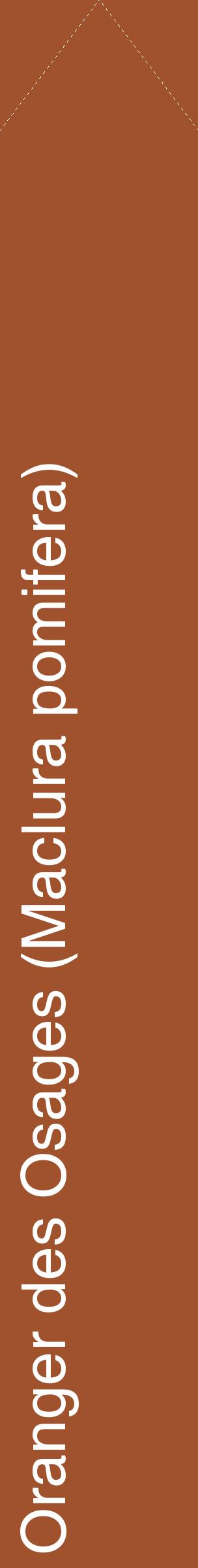 Étiquette de : Maclura pomifera - format c - style blanche32_simplehel avec comestibilité
