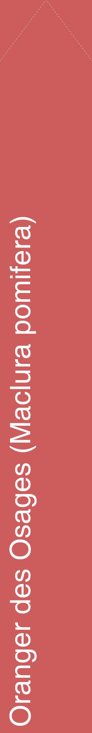 Étiquette de : Maclura pomifera - format c - style blanche35_simplehel avec comestibilité