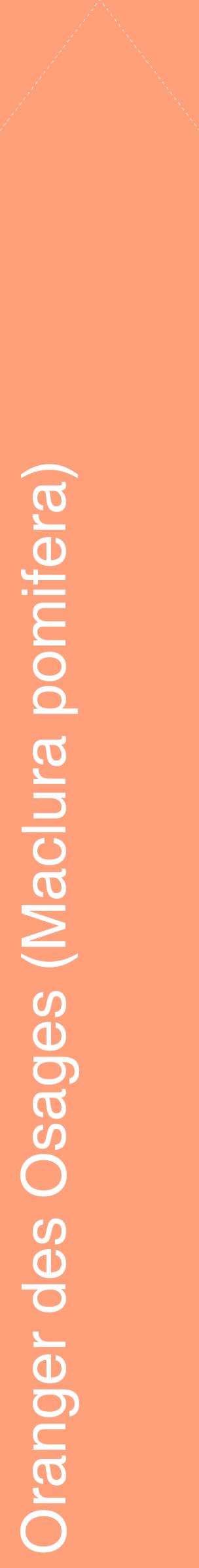 Étiquette de : Maclura pomifera - format c - style blanche39_simplehel avec comestibilité