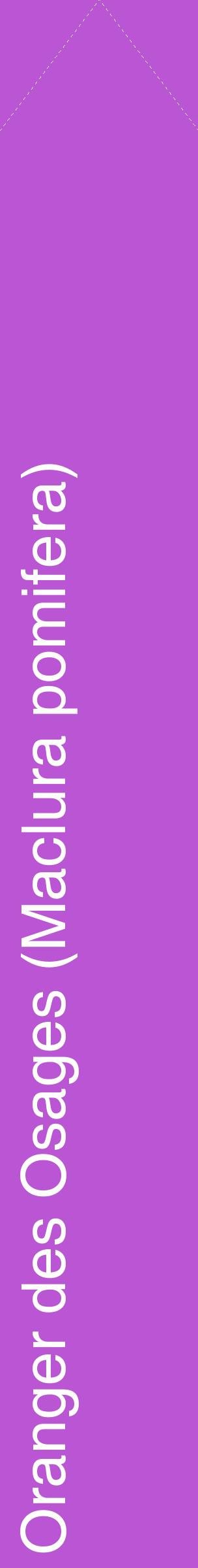 Étiquette de : Maclura pomifera - format c - style blanche50_simplehel avec comestibilité