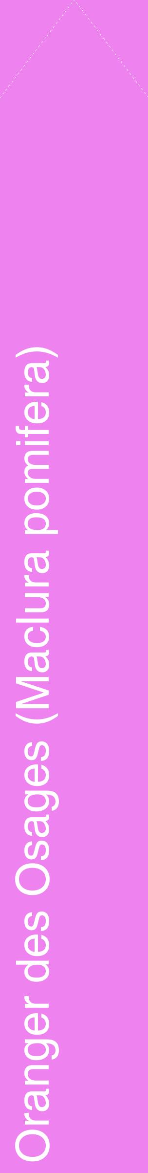 Étiquette de : Maclura pomifera - format c - style blanche53_simplehel avec comestibilité