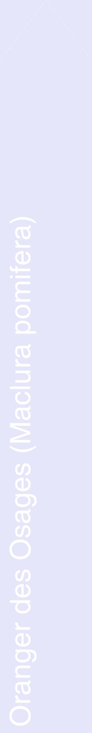 Étiquette de : Maclura pomifera - format c - style blanche55_simplehel avec comestibilité