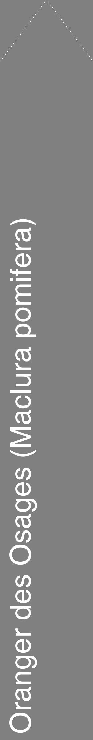 Étiquette de : Maclura pomifera - format c - style blanche57_simplehel avec comestibilité