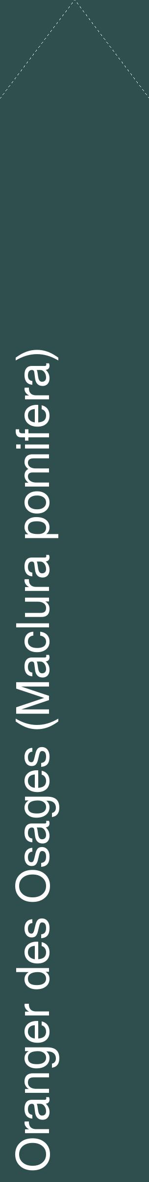 Étiquette de : Maclura pomifera - format c - style blanche58_simplehel avec comestibilité