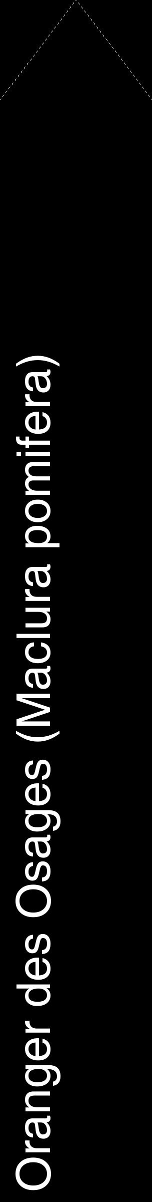 Étiquette de : Maclura pomifera - format c - style blanche59_simplehel avec comestibilité