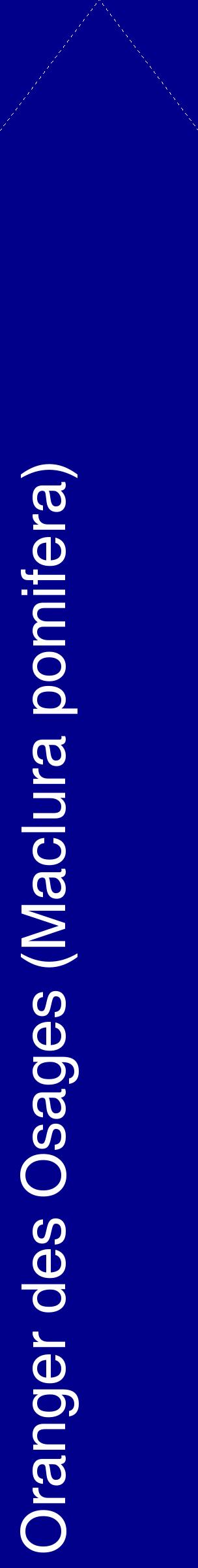 Étiquette de : Maclura pomifera - format c - style blanche7_simplehel avec comestibilité