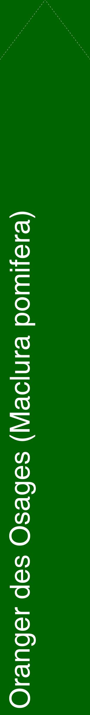 Étiquette de : Maclura pomifera - format c - style blanche8_simplehel avec comestibilité