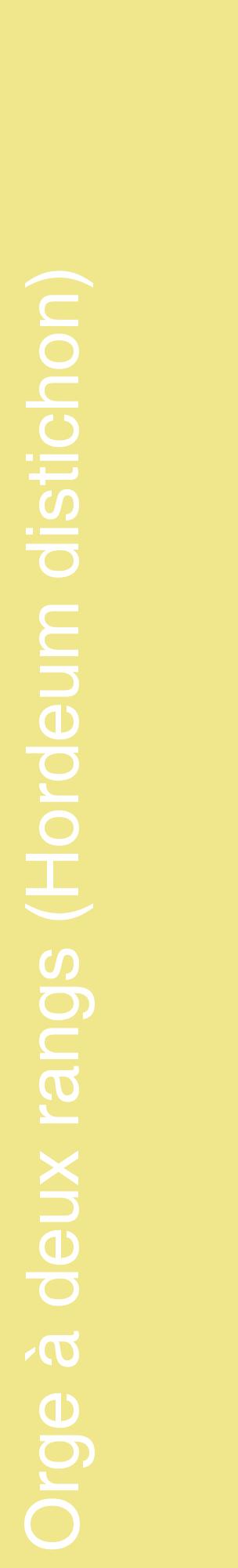 Étiquette de : Hordeum distichon - format c - style blanche20_basiquehel avec comestibilité