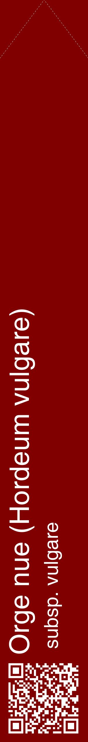 Étiquette de : Hordeum vulgare subsp. vulgare - format c - style blanche29_simplehel avec qrcode et comestibilité