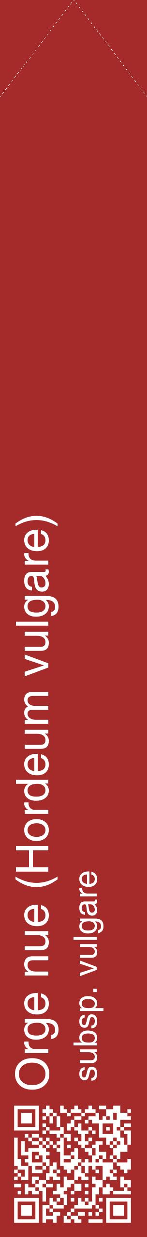 Étiquette de : Hordeum vulgare subsp. vulgare - format c - style blanche33_simplehel avec qrcode et comestibilité