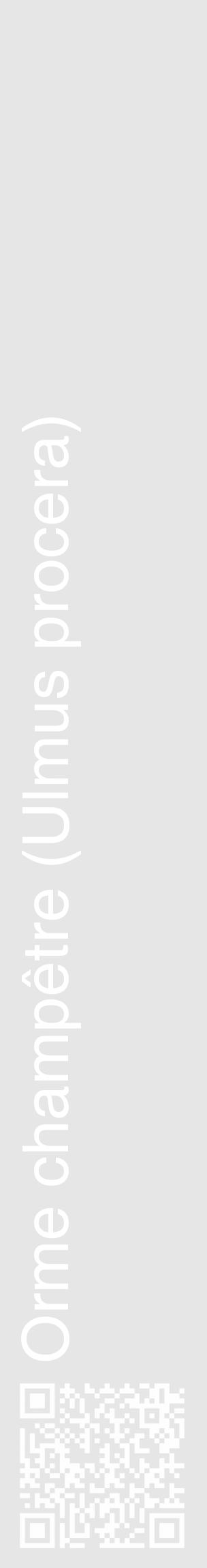 Étiquette de : Ulmus procera - format c - style blanche18_basique_basiquehel avec qrcode et comestibilité - position verticale
