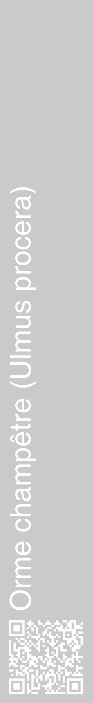 Étiquette de : Ulmus procera - format c - style blanche21_basique_basiquehel avec qrcode et comestibilité - position verticale