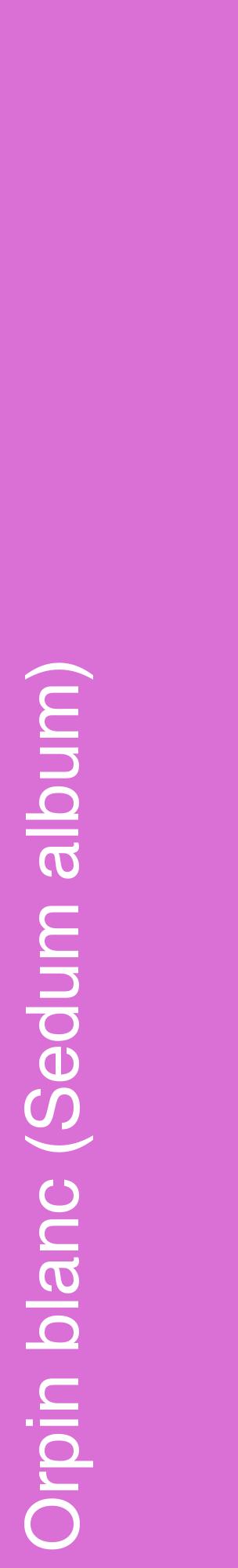 Étiquette de : Sedum album - format c - style blanche52_basiquehel avec comestibilité