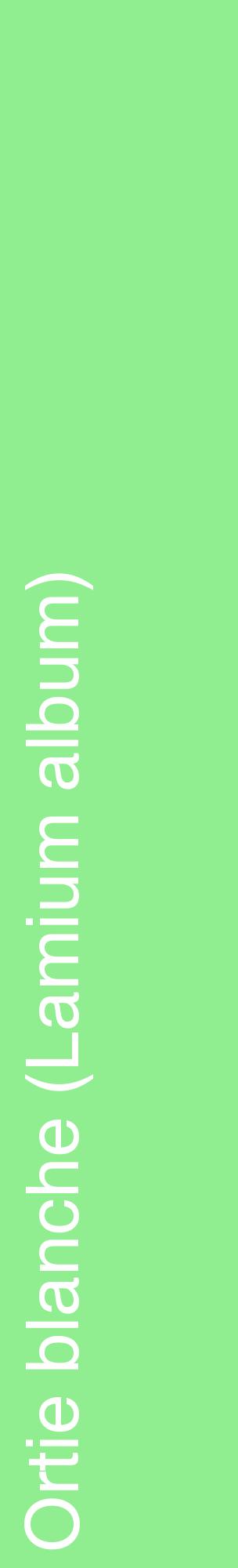 Étiquette de : Lamium album - format c - style blanche15_basiquehel avec comestibilité