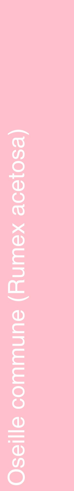Étiquette de : Rumex acetosa - format c - style blanche40_basiquehel avec comestibilité