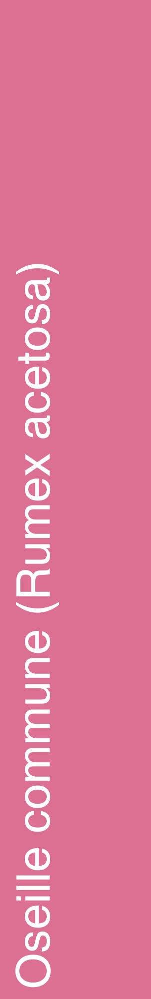 Étiquette de : Rumex acetosa - format c - style blanche44_basiquehel avec comestibilité