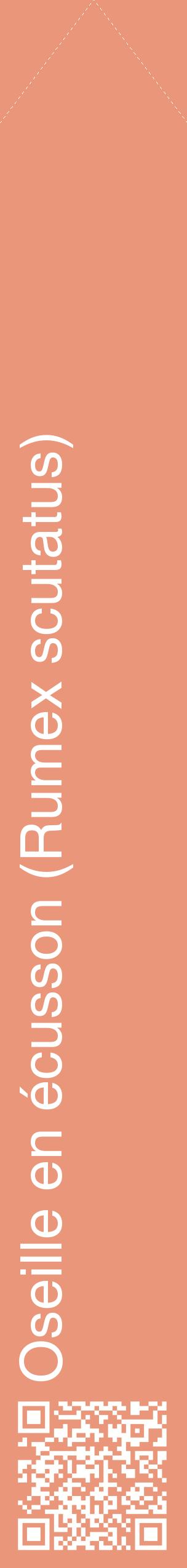 Étiquette de : Rumex scutatus - format c - style blanche37_simplehel avec qrcode et comestibilité