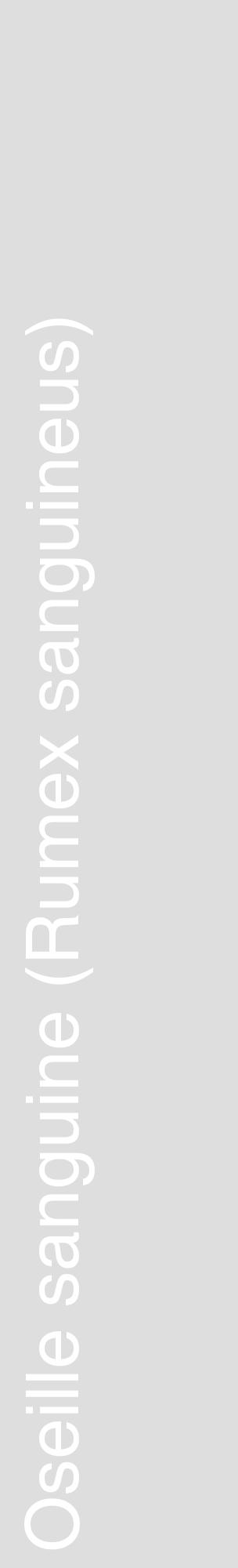 Étiquette de : Rumex sanguineus - format c - style blanche20_basique_basiquehel avec comestibilité - position verticale
