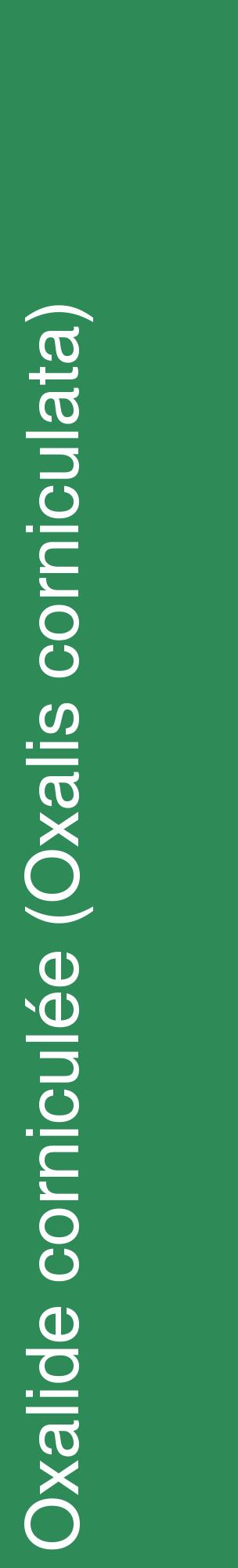 Étiquette de : Oxalis corniculata - format c - style blanche11_basiquehel avec comestibilité