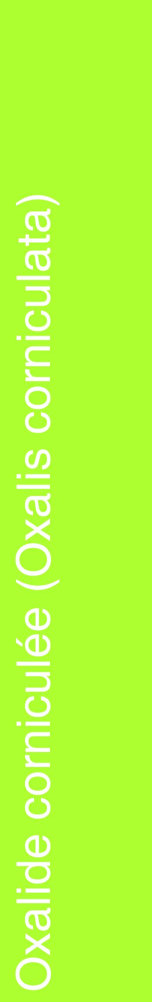Étiquette de : Oxalis corniculata - format c - style blanche17_basiquehel avec comestibilité
