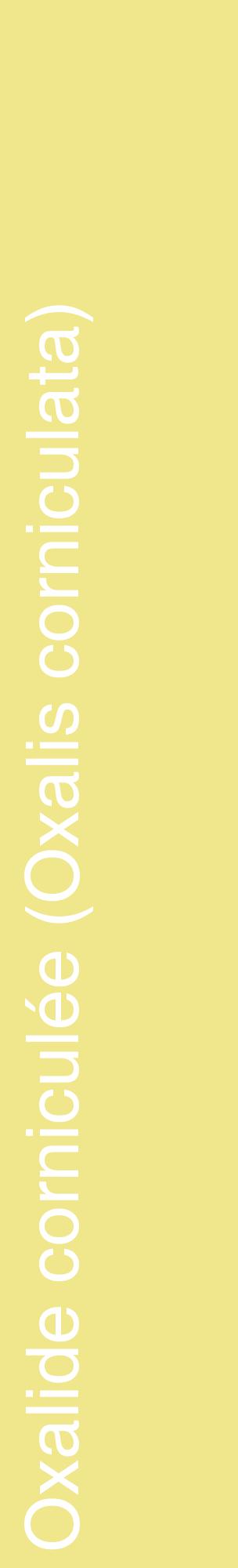 Étiquette de : Oxalis corniculata - format c - style blanche20_basiquehel avec comestibilité